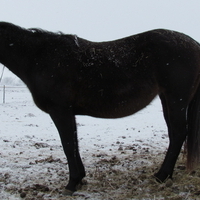 MAKE AN OFFER!!!  Nice Brown (black) Mare
