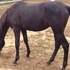 Future Breeders Sweepstakes Winner