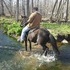 Smooth Paso Trail Gelding, easy going, great manners