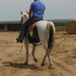 Beautiful Paint Riding Mare