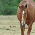 Broke Mustang Gelding, Great on trails.