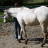 Athletic Appaloosa Gelding