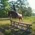 welsh, pony, jumper