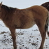 MAKE AN OFFER!!!  Cute dun colt