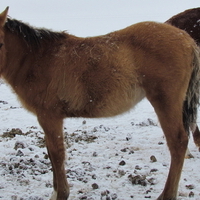 MAKE AN OFFER!!!  Cute dun colt