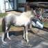 Gray and White Filly