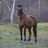 Nice Trail Gelding