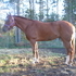Big halter gelding that can win!!