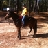 Great Riding Horse 
