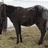 MAKE AN OFFER!!!  Nice brown colt