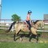  GORGEOUS BUCKSKIN GELDING ARAB