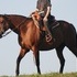 Dun Kiger Mare, Great on Trails, Smooth Gaits