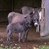 Mini donkey grey jennets