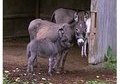 Mini donkey grey jennets