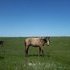 Gorgeous Yearling Buckskin.