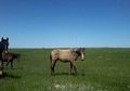 Gorgeous Yearling Buckskin.