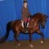 Half Arabian Hunter Pleasure Mare