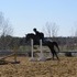 Beautiful Grey Roan Thoroughbred