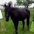 Hawk- quiet mellow trail horse