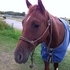 Very Nice Quiet Gelding