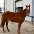 future roping horse