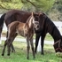 Mare and Colt