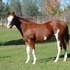 APHA Chestnut Overo