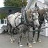 Pair of percheron mares