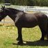 Section A Dales Pony Filly