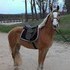 VERY PRETTY Mare for LEASE