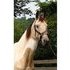 Buckskin & White Pinto Saddlebred filly, Tall & refined!