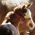 Gorgeous Overo Half-Arab Filly!!! New PICS!!!
