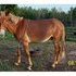 Gentle friendly  mule