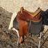Sommer Oakfield Endurance Saddle