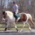 Paint/Percheron