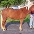 Gaited and Gorgeous