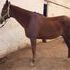 16.1H Registered Paint Gelding Hunter/Jumper