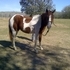 Kid safe Paint Gelding