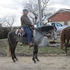 Foxtrotter mare see video
