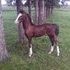 Flashy Dutch Harness x Saddlebed hackney Stud Colt