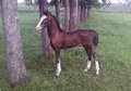 Flashy Dutch Harness x Saddlebed hackney Stud Colt