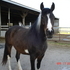 pinto/arab filly $500