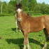 yearling appy colt, friendly