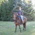 Bay Morgan Ranch Gelding 
