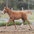 Extraordinary Oldenburg Filly 2012  