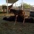 Thorougbred Mare and Filly