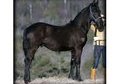 FEI Prospect
