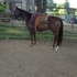 Awesome AQHA Mare