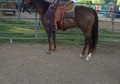 Awesome AQHA Mare