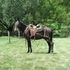 Gaited Saddle Mule
